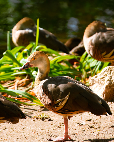 Plumed Whistling-Duck