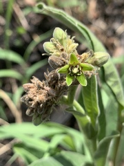 Raphionacme galpinii