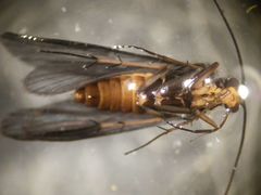 Chimarra aterrima