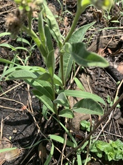 Raphionacme galpinii