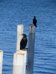 Phalacrocorax carbo