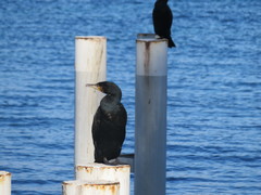 Phalacrocorax carbo