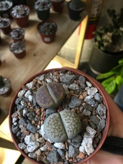 Lithops