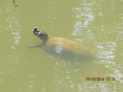 Kinosternon durangoense