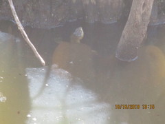 Kinosternon durangoense