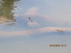 Kinosternon durangoense