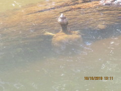 Kinosternon durangoense