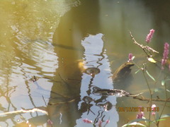 Kinosternon durangoense