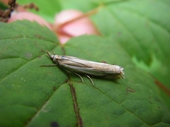 Crambus pascuella