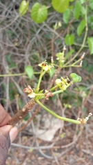 Euphorbia aprica image