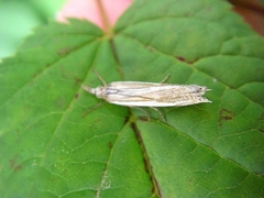 Crambus pascuella