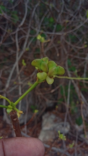 Euphorbia aprica image