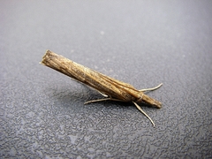 Crambus pascuella