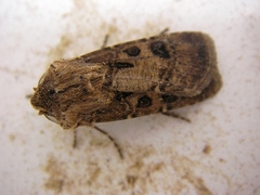 Agrotis clavis