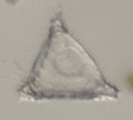 Staurastrum sebaldi