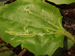 Phytomyza plantaginis