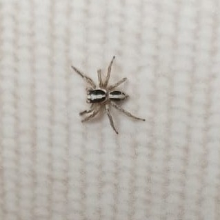 Pantropical Jumping Spider