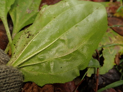 Phytomyza plantaginis