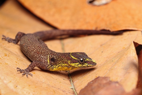 South American Clawed Gecko, Gonatodes humeralis