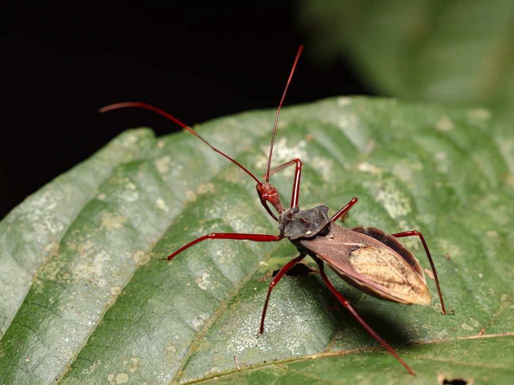 Montina fenestrata