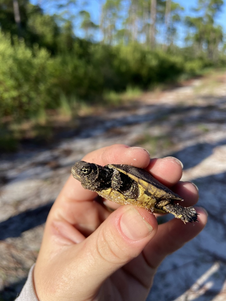 Chicken Turtle in August 2025 by abmore23 · iNaturalist