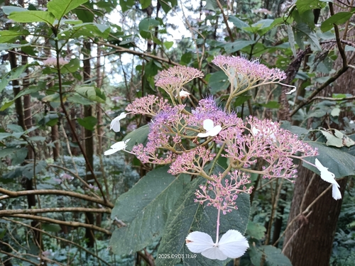 Hydrangea aspera