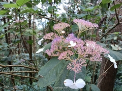 Hydrangea aspera