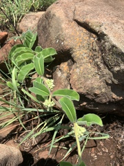 Raphionacme procumbens
