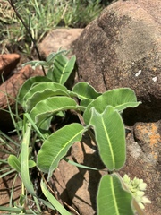 Raphionacme procumbens