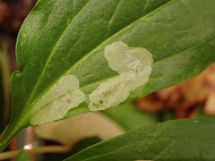 Scaptomyza graminum
