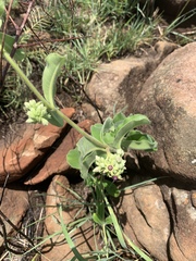 Raphionacme procumbens