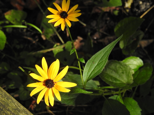 Rudbeckia fulgida