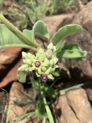 Raphionacme procumbens