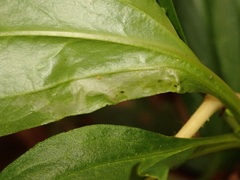 Scaptomyza graminum