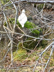 Lagopus muta islandorum