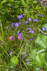 Campanula witasekiana