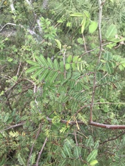 Mimosa asperata
