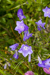 Campanula witasekiana
