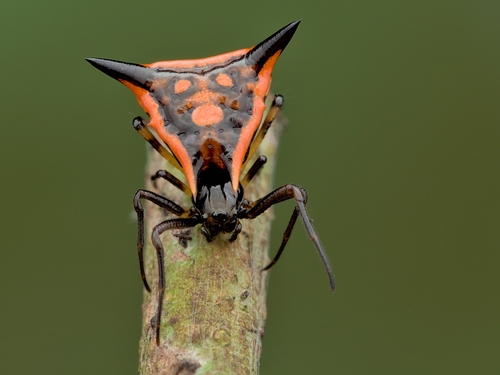 Micrathena triangularispinosa