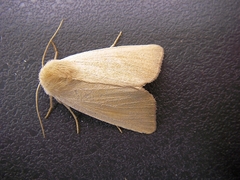 Arenostola phragmitidis