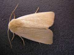 Arenostola phragmitidis