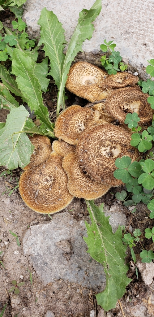 Lentinus crinitus · November 2019 · photo: © soolquipildor (iNaturalist, cc-by-sa)