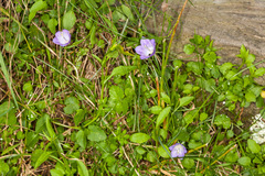 Campanula rhomboidalis