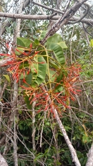 Ixora platythyrsa