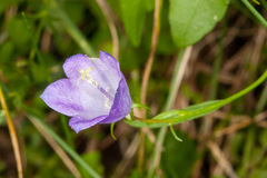 Campanula rhomboidalis