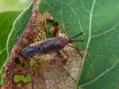 Phytocoris lasiomerus
