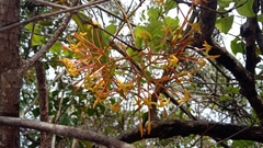 Ixora platythyrsa