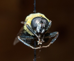 Mallota posticata