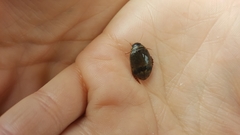 Thermonectus nigrofasciatus