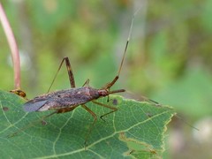 Phytocoris lasiomerus